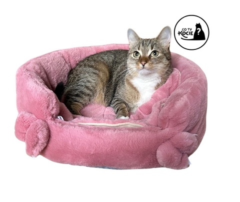 LEGOWISKO DLA KOTA | Różowo Mi | ⌀ 50 cm | Co Ty Kocie