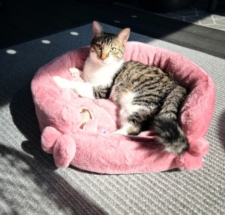 LEGOWISKO DLA KOTA | Różowo Mi | ⌀ 50 cm | Co Ty Kocie