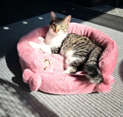 LEGOWISKO DLA KOTA | Różowo Mi | ⌀ 50 cm | Co Ty Kocie