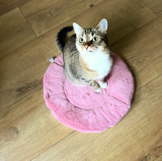 RÓŻOWA MRUCZMATKA | ⌀ 45 cm | Co Ty Kocie