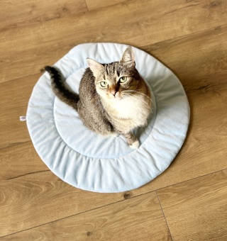 BŁĘKITNA MRUCZMATKA | ⌀ 60 cm | Co Ty Kocie