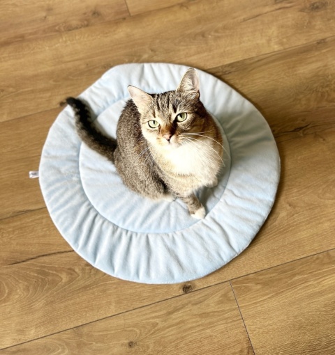 BŁĘKITNA MRUCZMATKA | ⌀ 60 cm | Co Ty Kocie