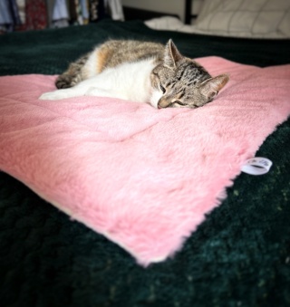 RÓŻOWA MRUCZMATKA | 57 cm x 52 cm | Co Ty Kocie