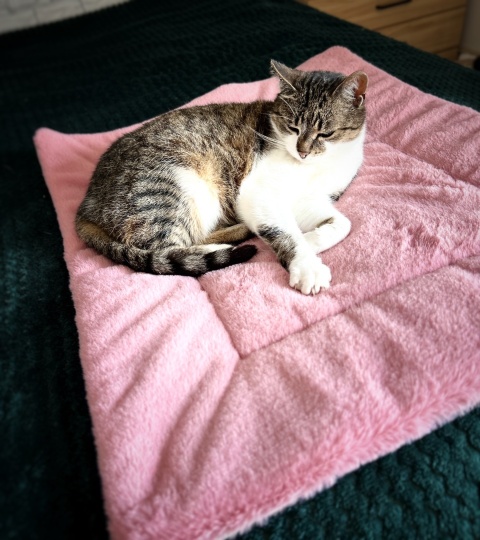 RÓŻOWA MRUCZMATKA | 57 cm x 52 cm | Co Ty Kocie