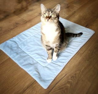 NIEBIESKA MRUCZMATKA | 70 cm x 50 cm | Co Ty Kocie