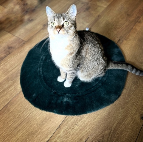 ZIELONA MRUCZMATKA | ⌀ 60 cm | Co Ty Kocie