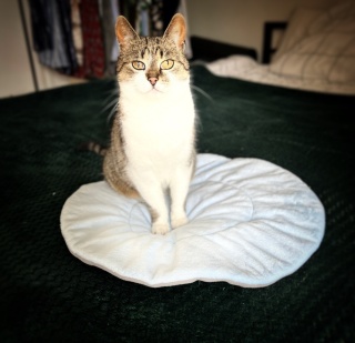 BŁĘKITNA MRUCZMATKA | ⌀ 45 cm | Co Ty Kocie