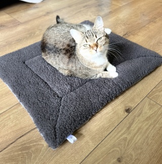 SZARA MRUCZMATKA | 55 cm x 47 cm | Co Ty Kocie