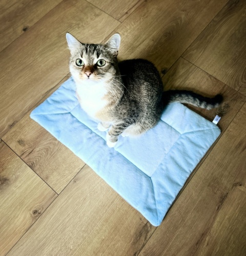 BŁĘKITNA MRUCZMATKA | 53 cm x 36 cm | Co Ty Kocie